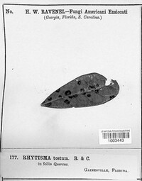 Rhytisma tostum image